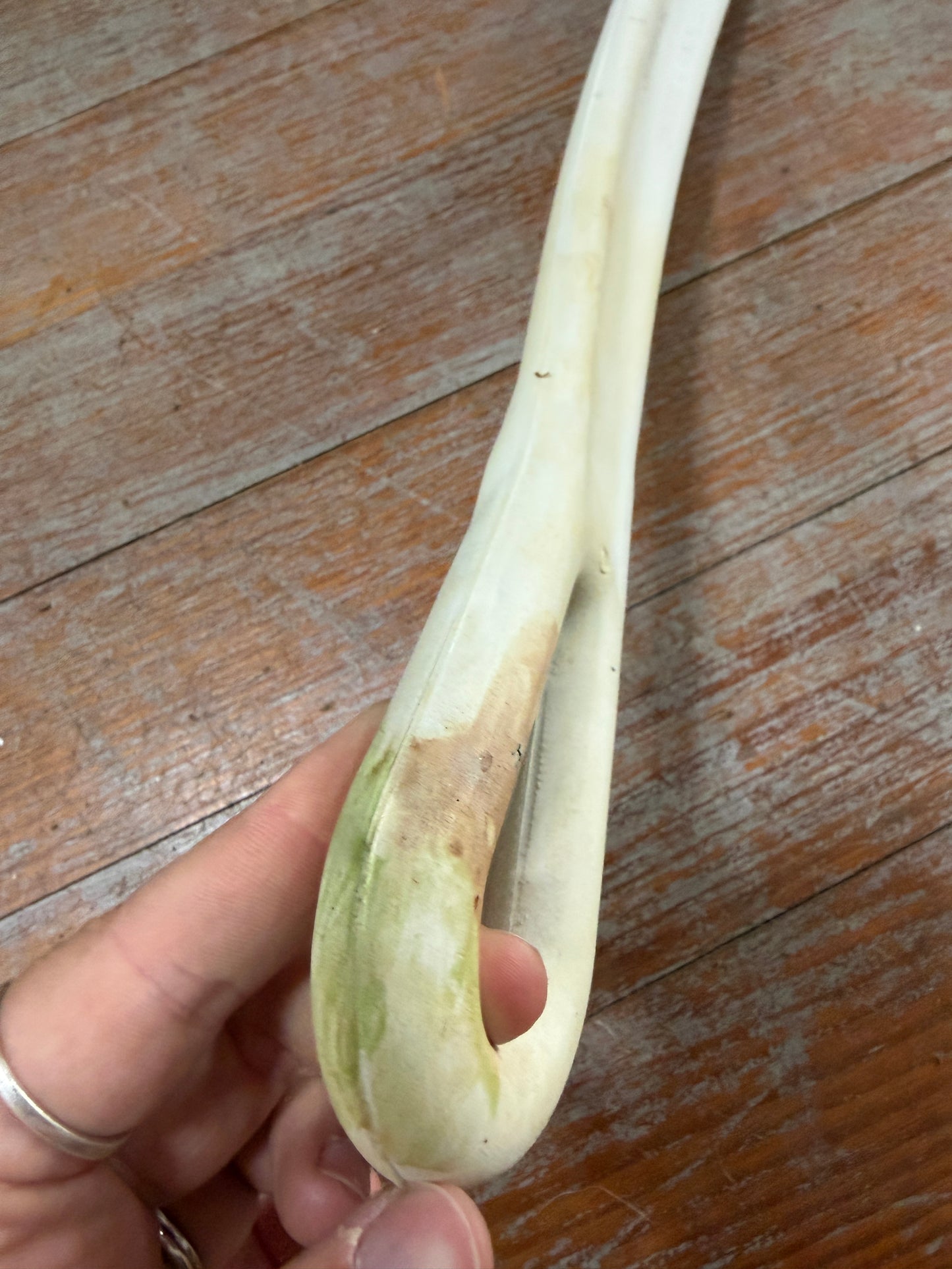 23" Length Snubber