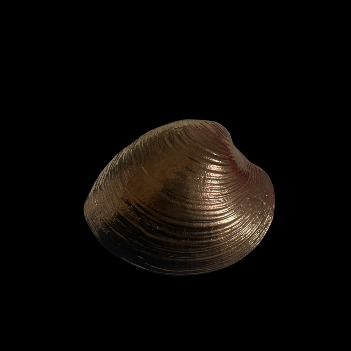 bronze clam shell belt buckle