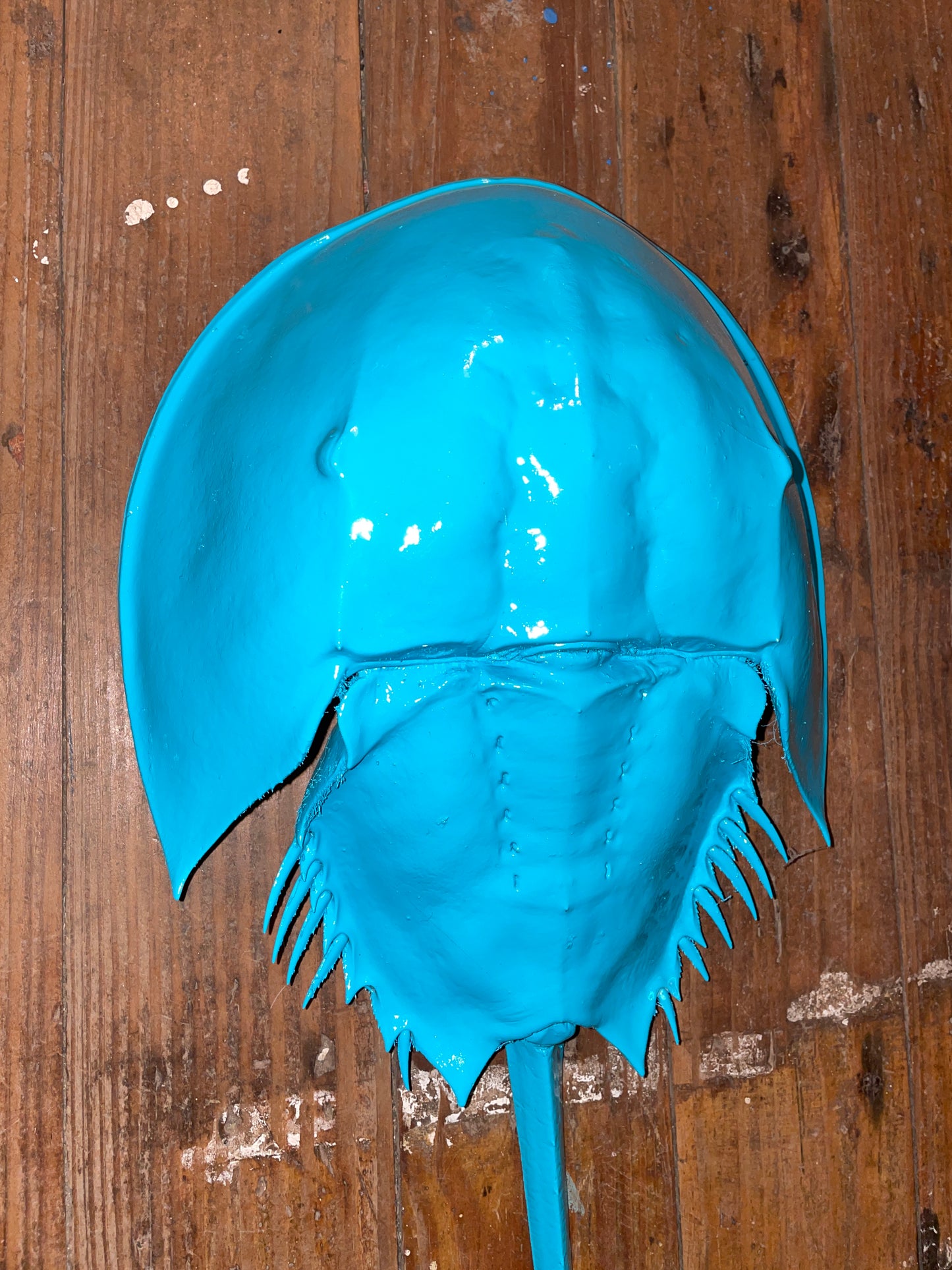 Horseshoe Crab Taxidermy - Turquoise 17” Long