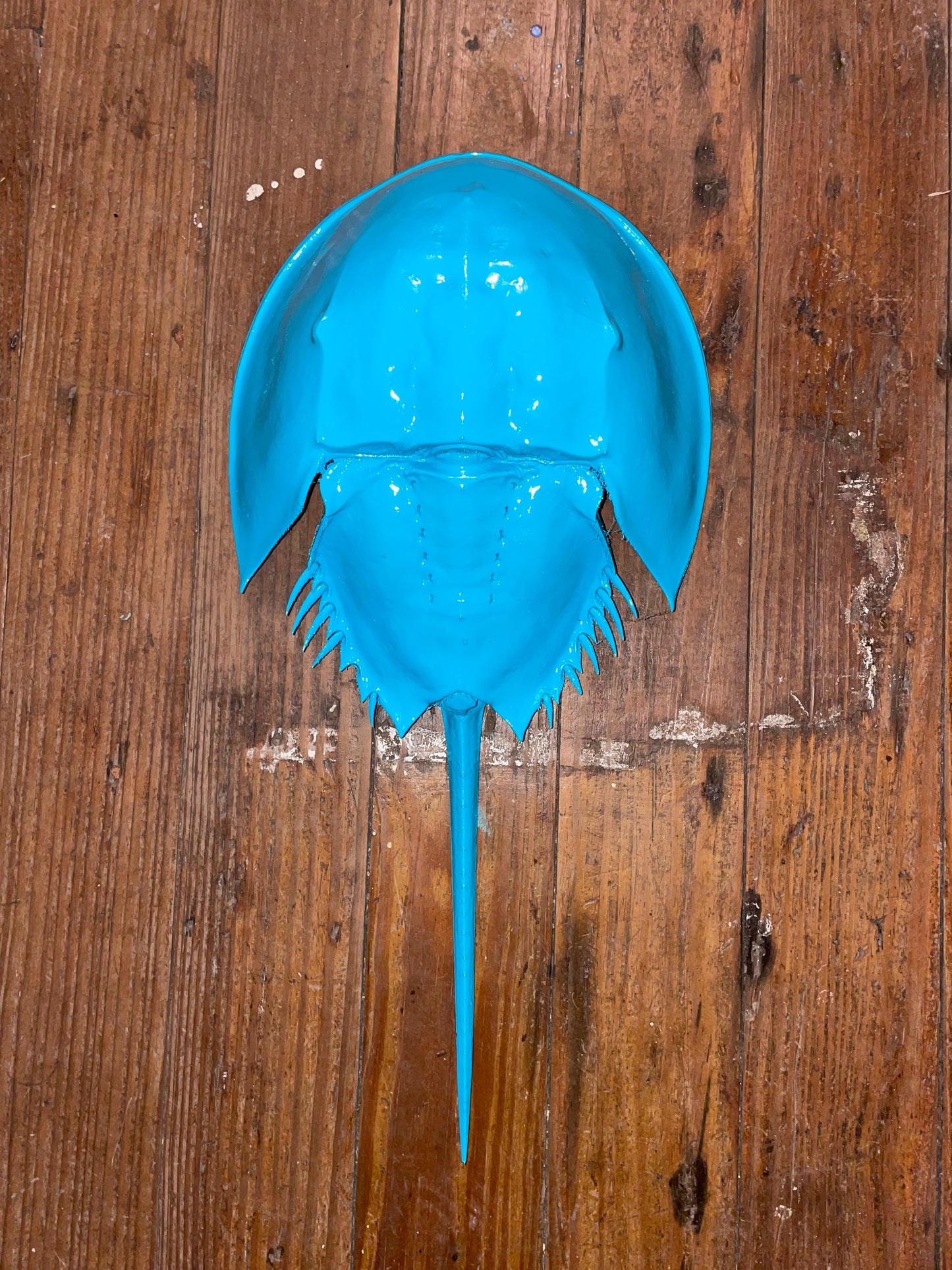 Horseshoe Crab Taxidermy - Turquoise 17” Long